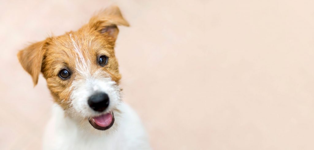 Happy smiling pet dog puppy – web banner with copy space