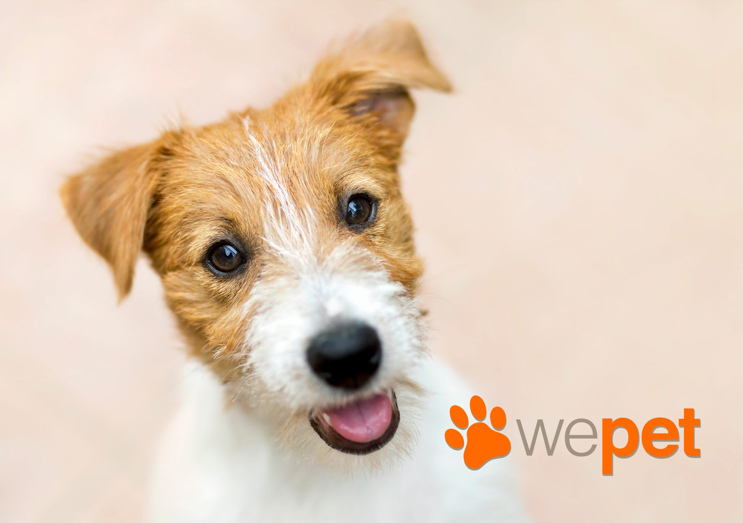 Happy smiling pet dog puppy - web banner with copy space