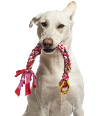 Portrait of Crossbreed dog holding toy in its mouth against white background Portrait of Crossbreed dog holding toy in its mouth against white background