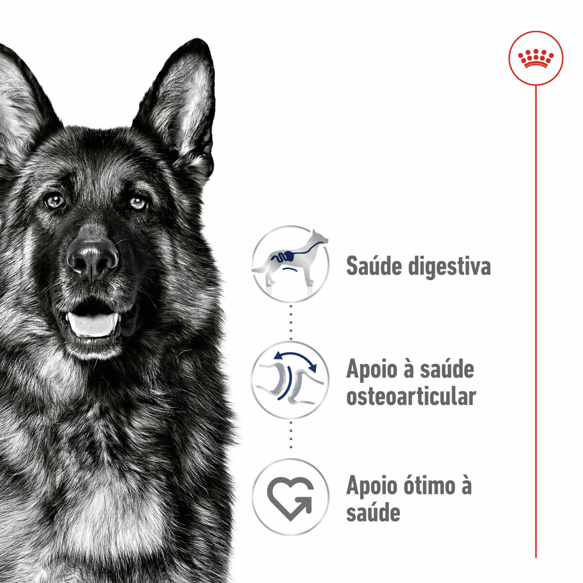 RC-SHN-MaxiAdult-Poultry-CV-1-pt_PT.pdf Royal Canin Maxi Adult - Image 2