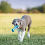 Kong Puppy Goodie Bone S - Image 2