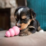 Kong Puppy - Image 2