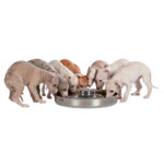 Gamela Inox "Puppy" P/ Cachorros - Image 2