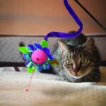 Kong Cat Laser Teaser Characters - Image 3