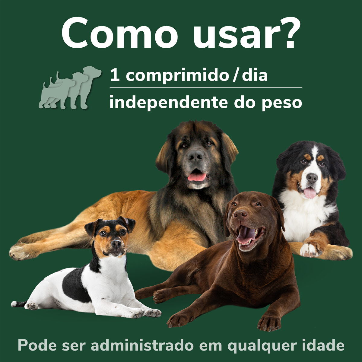 OMNICONDRO PRORAPID 60 CP WEPET