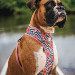 Zee.Dog Air Mesh Plus Arnês MAHALO - Image 5