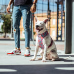 Zee.Dog Air Mesh Plus Arnês MAHALO - Image 4