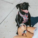 Zee.Dog Air Mesh Plus Arnês MAHALO - Image 2