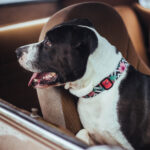 Zee.Dog Coleira Mahalo - Image 3