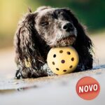 Bola para Cães Invisuais - Image 4
