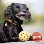 Bola para Cães Invisuais - Image 3