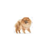 Royal Canin Pomeranian Adult 3kg - Image 2
