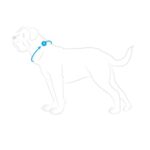 guia medição coleira hunter