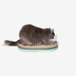 Zee.Cat Scratcher - Image 11