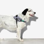 Zee.Dog Urban FlyHarness - Image 9