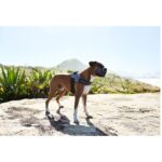 Zee.Dog Urban FlyHarness - Image 3