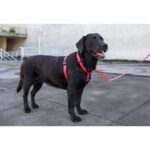 Zee.Dog H-Harness Neon Coral - Image 3