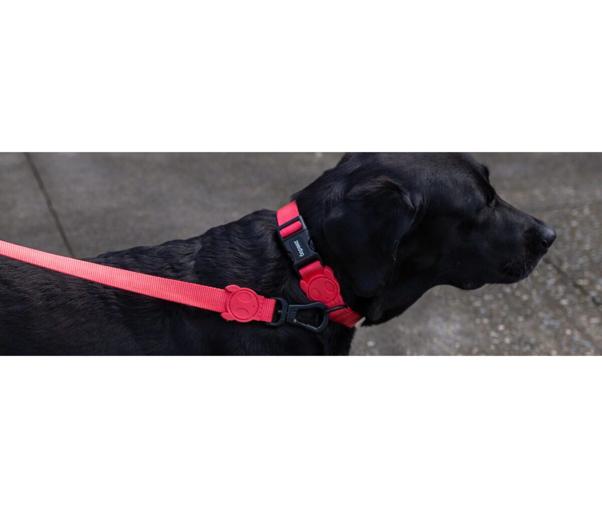 Zee.Dog Coleira Neon Coral - Image 2