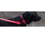 Zee.Dog Coleira Neon Coral - Image 2