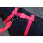Zee.Dog H-Harness Neon Coral - Image 2