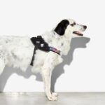 Zee.Dog Gotham FlyHarness - Image 5