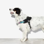 Zee.Dog Gotham FlyHarness - Image 2