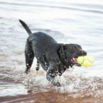 KONG AirDog Squeaker Football - Image 2