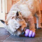 Kong Senior - Image 5