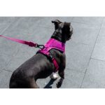 Zee.Dog Peitoral Ajustável Pink Led - Image 8