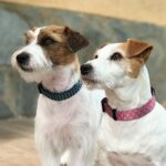 Coleira Fantasia Menta-Preta - Image 3