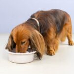 Comedouro Slow Feeder - Image 6