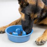 Comedouro Slow Feeder - Image 5