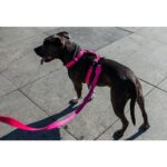 Zee.Dog H-Harness Pink Led - Image 6