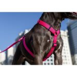 Zee.Dog H-Harness Pink Led - Image 5