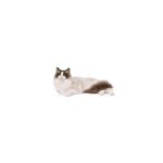 Royal Canin Ragdoll Adult Cat 2Kg - Image 4