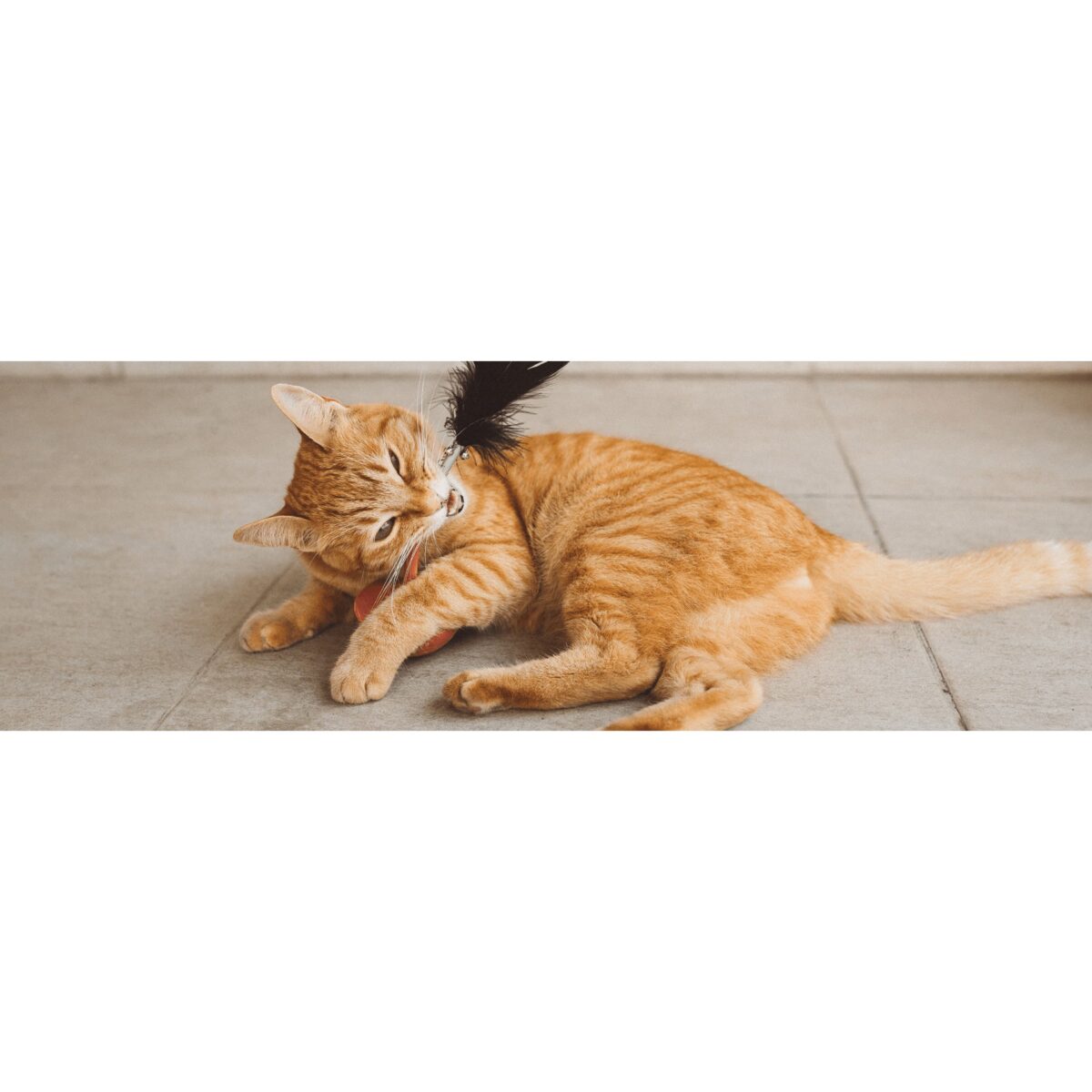 Zee.Cat Teaser Toy - Image 8