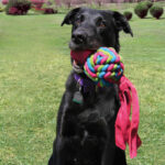 wepet brinquedo cão KONG WUBBA WEAVES LG