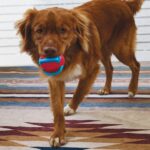 KONG JAXX BRIGHTS BALL W/ROPE MD (PJB22E) wepet cão