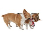 DOGZILLA SNARL TUG WEPET