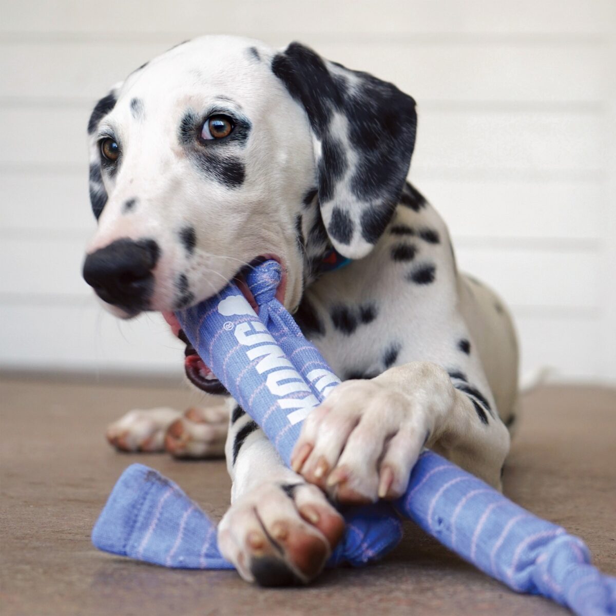 2 KONG SIGNATURE CRUNCH ROPE SINGLE PUPPY SM/MD (SKK32E) WEPET BRINQUEDO CÃO