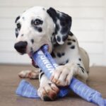 KONG SIGNATURE CRUNCH ROPE SINGLE PUPPY SM/MD (SKK32E) WEPET BRINQUEDO CÃO