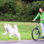 CURLI TRELA ULTRA STRONG WEPET CÃO