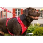 CURLI PEITORAL BELKA COMFORT WEPET