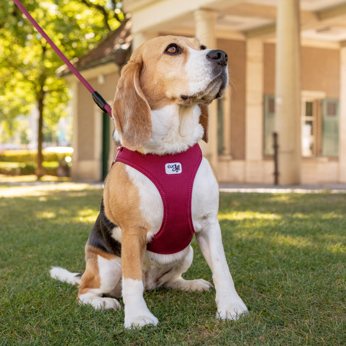 AE PEITORAL CURLI CLASP AIR MESH WEPET CÃO