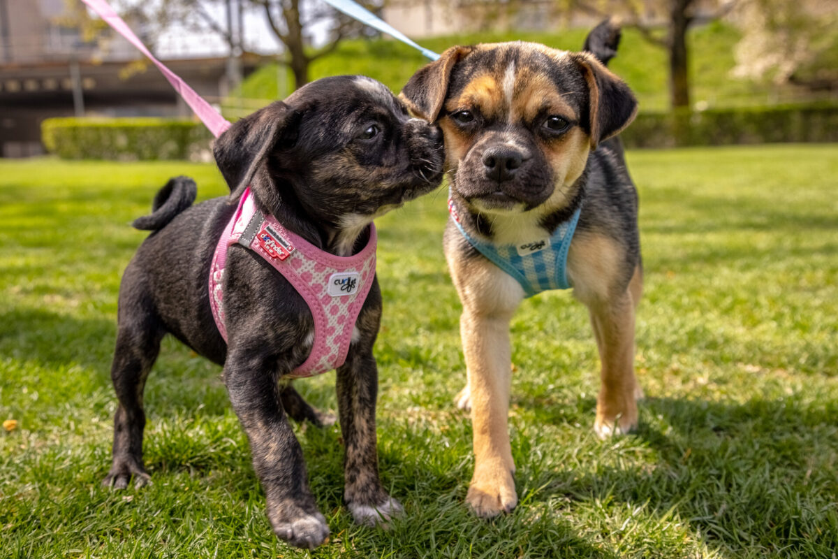 KIT PEITORAL + TRELA PUPPY CURLI AIR MESH WEPET CÃO