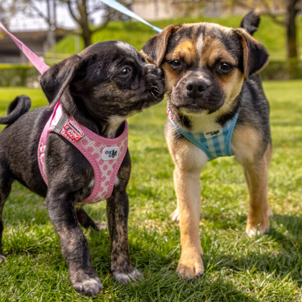 KIT PEITORAL + TRELA PUPPY CURLI AIR MESH WEPET CÃO