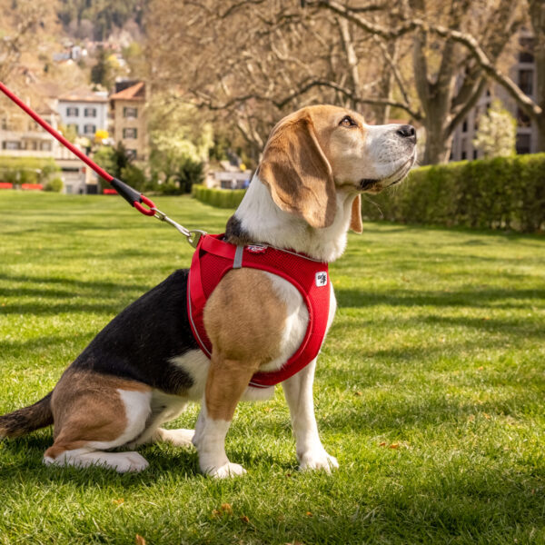 CURLI PEITORAL MAGNÉTICO AIR MESH PRETO WEPET CÃO