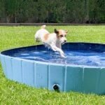 dog swimming pool wepet cão
