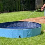 dog swimming pool wepet cão