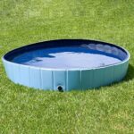 dog swimming pool wepet cão